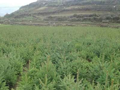 甘肃云杉-3米4米种植批发销售云杉-西藏拉萨供苗