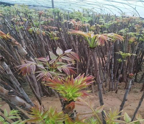 湖南省永州市冷水滩区大量出售大棚香椿树苗苗木求购信息