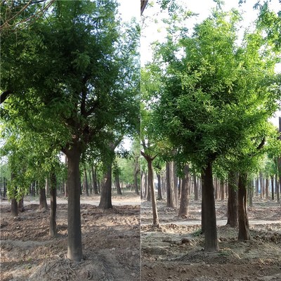 供应20公分皂角 大刺皂角树 销售皂角树润轩苗木种植
